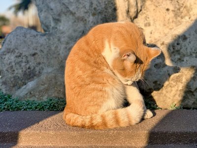 夏天晒太阳补阳气吗 夏天晒太阳治好了阳虚