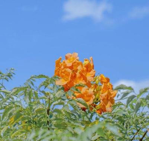 喜欢夏天的说说唯美句子 喜欢夏天心情说说