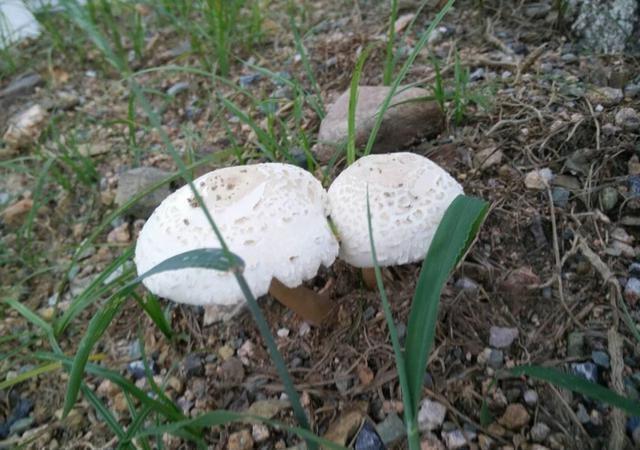 野生菌菇怎样识别有没有毒 怎么判断野生菌菇有没有毒