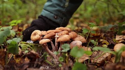 去野外采蘑菇时应注意些什么 采野蘑菇的技巧