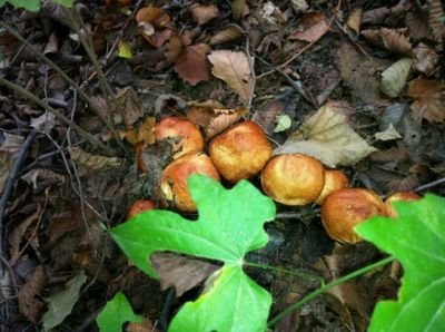 去野外采蘑菇时应注意些什么 采野蘑菇的技巧