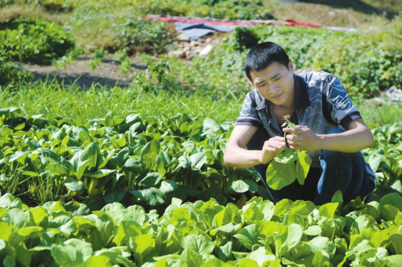 7月份可以种什么菜最合适 7月份可以种植什么农作物