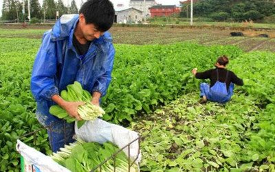 7月份可以种什么菜最合适 7月份可以种植什么农作物