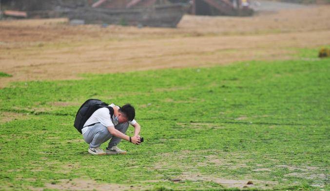 山东青岛遭最大规模浒苔侵袭 青岛浒苔爆发原因