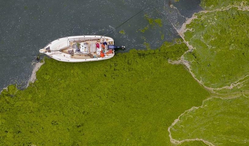 山东青岛遭最大规模浒苔侵袭 青岛浒苔爆发原因