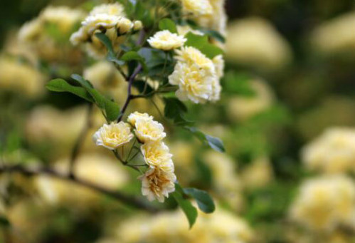 木香花为什么不能种在家里 木香花为什么叫鬼招手 家里种木香花好不好