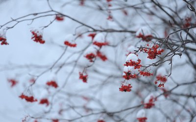 立冬有什么花 立冬开什么花