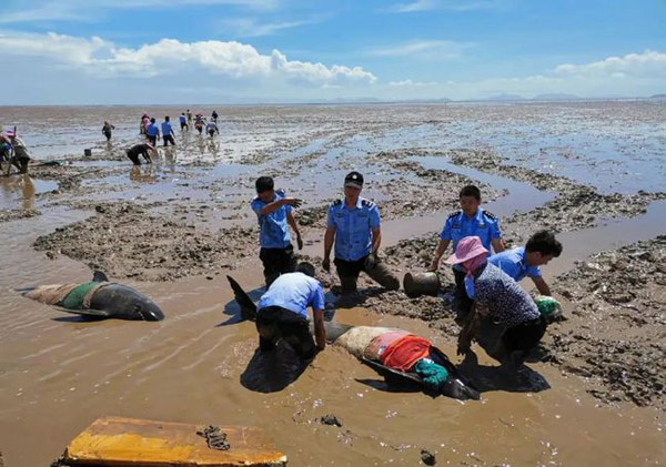 3头搁浅死亡瓜头鲸已被冷冻保存 9头搁浅瓜头鲸已被救起