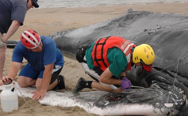 3头搁浅死亡瓜头鲸已被冷冻保存 12头鲸鱼搁浅是集体自杀吗