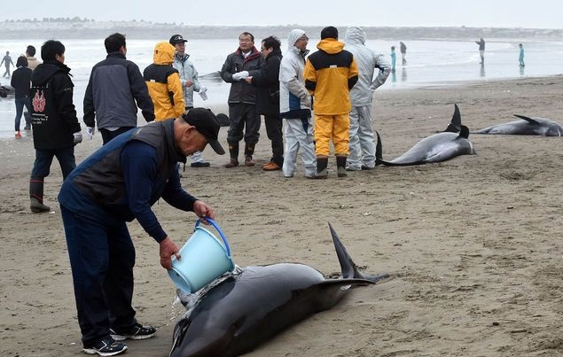 3头搁浅死亡瓜头鲸已被冷冻保存 12头鲸鱼搁浅是集体自杀吗