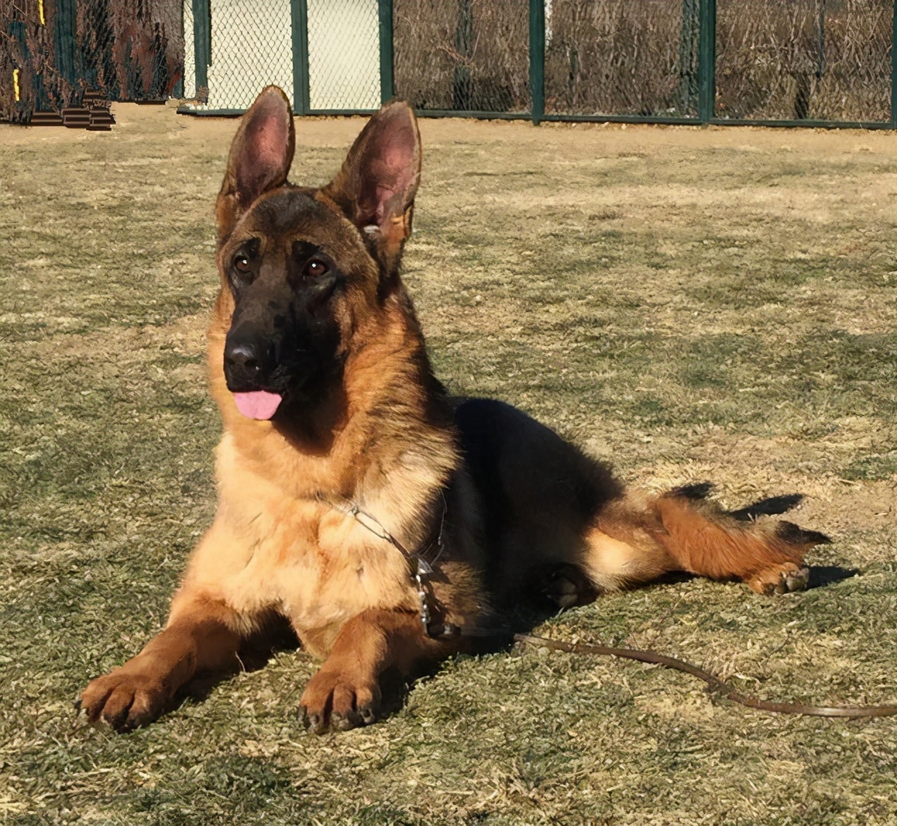 德牧什么时候开始护主 德牧犬多大才开始护主