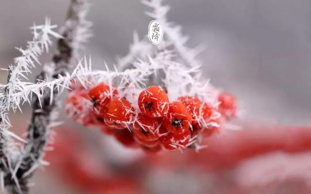 霜降后天气是否转凉了吗 霜降过后是什么季节