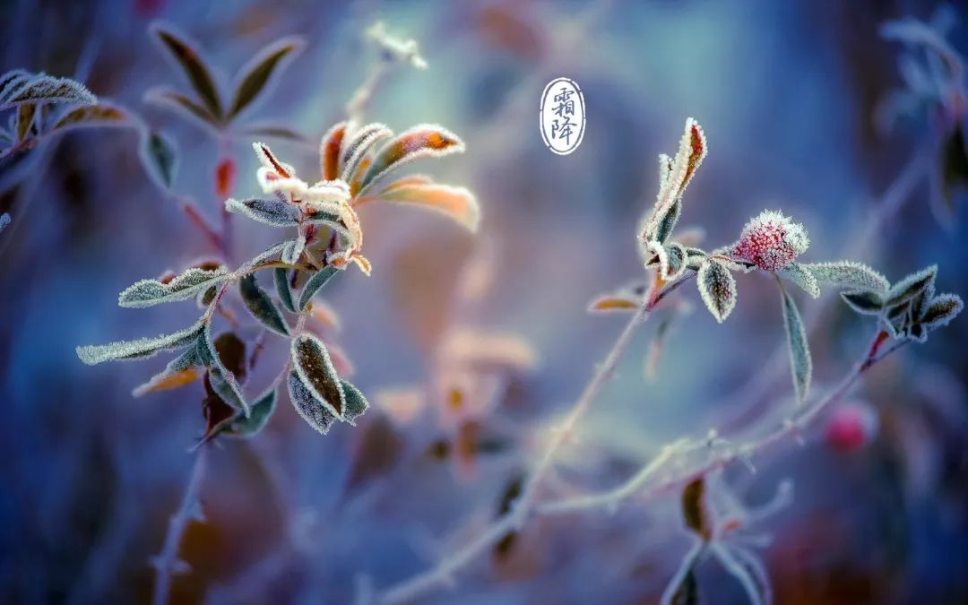 霜降节气有什么特点 霜降节气的六大风俗活动