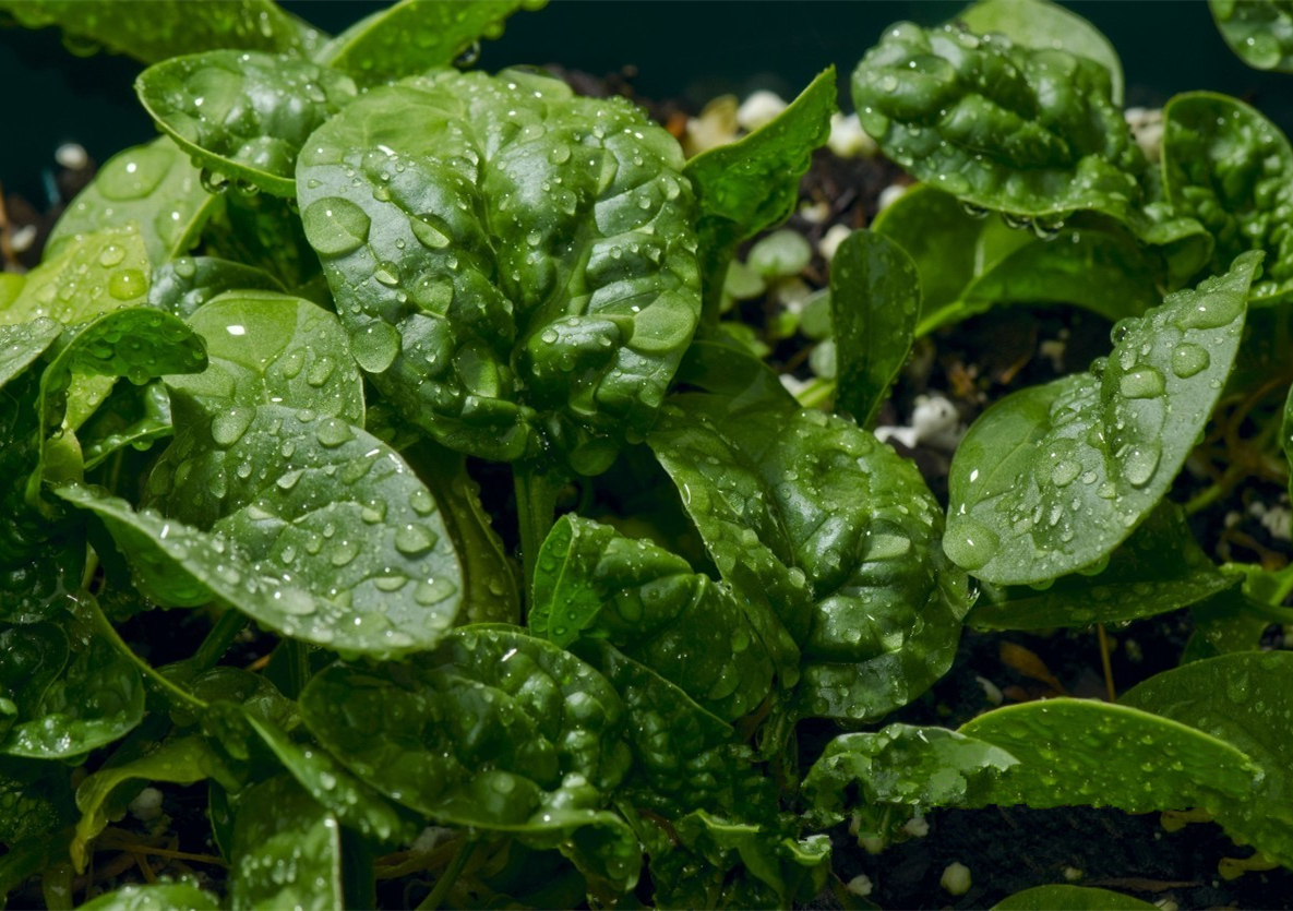 秋后种什么菜能过冬 立秋适合种植什么农作物