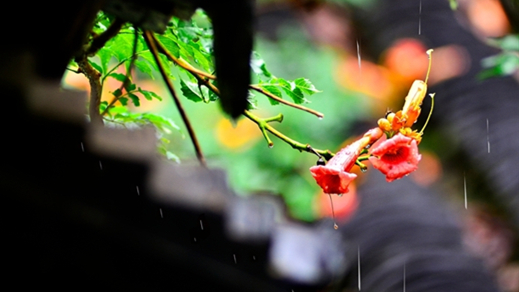 梅雨季节吃什么水果好 梅雨季节吃什么食物好