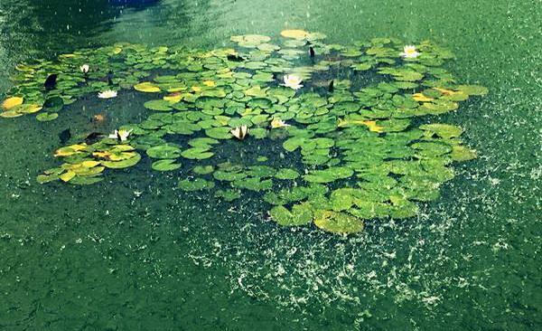 梅雨季节祛湿气吃什么食物 梅雨季节吃什么除湿