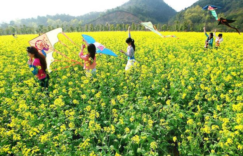 2021年种油菜政府有补贴吗 2021年油菜有补贴多少 2021年油菜补贴最新消息