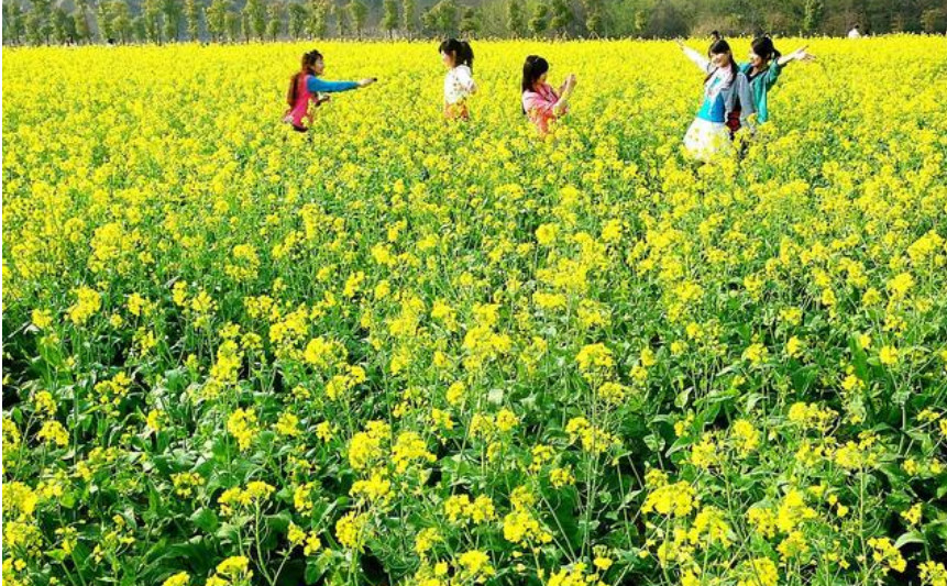 2021年种油菜政府有补贴吗 2021年油菜有补贴多少 2021年油菜补贴最新消息