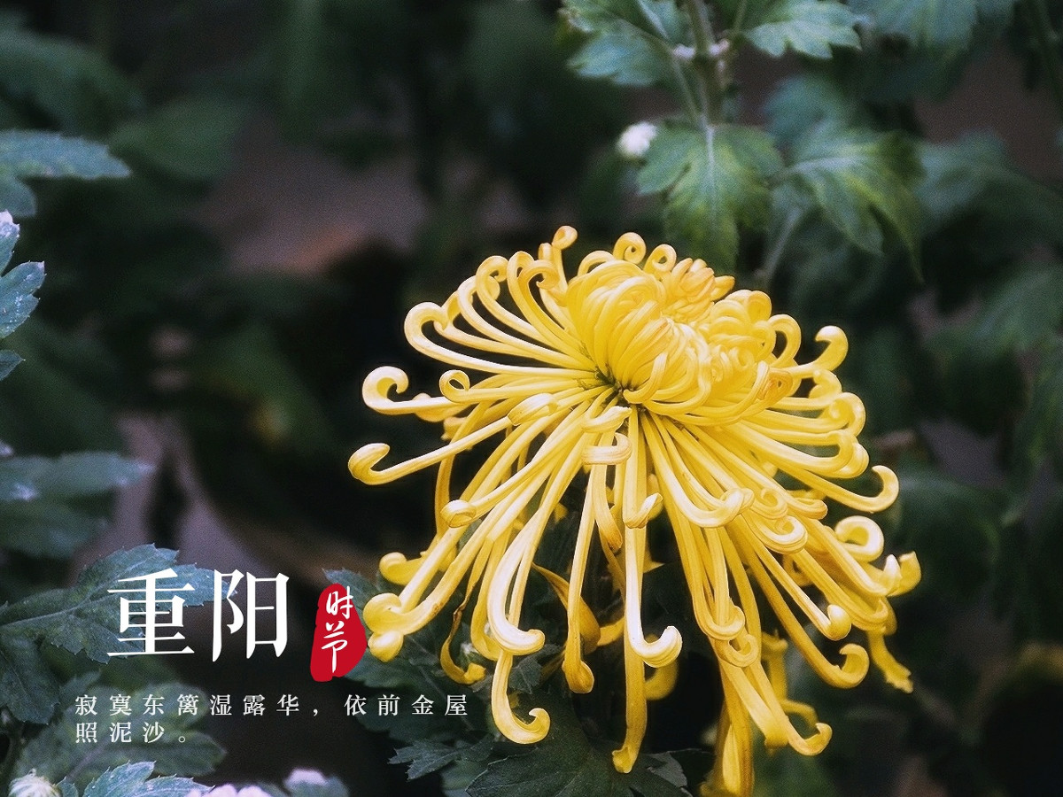 重阳节红包发什么数字好 重阳节红包上写什么祝福语