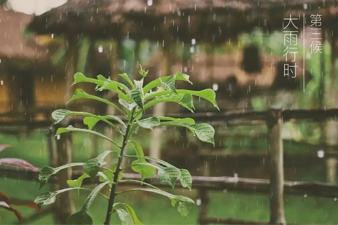 大暑是一年中最热的节气吗 大暑是三伏天的开始吗