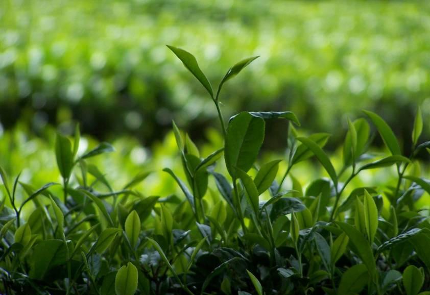 寒露茶属于什么茶 白露茶和寒露茶哪个好喝