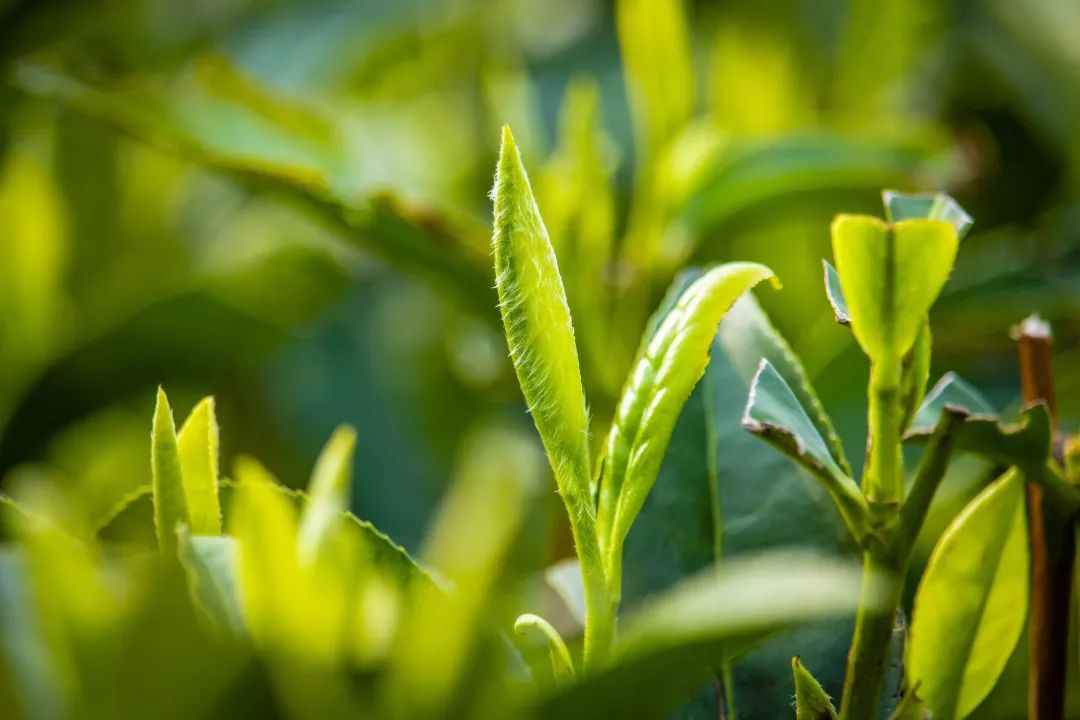 寒露茶属于什么茶 白露茶和寒露茶哪个好喝