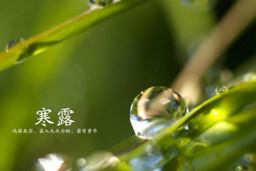 寒露节气会和重阳节重合吗 重阳节是几月几号