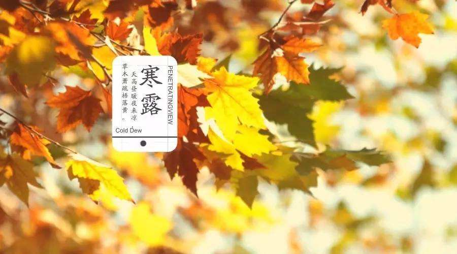 寒露节气会和重阳节重合吗 重阳节是几月几号