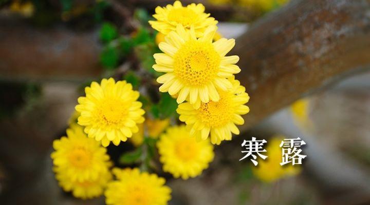 寒露前后天气怎么样 寒露节气气温多少度