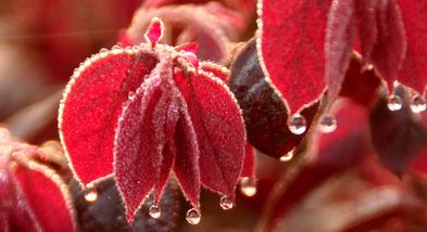 霜降节气的天气特点是什么 霜降的美好寓意