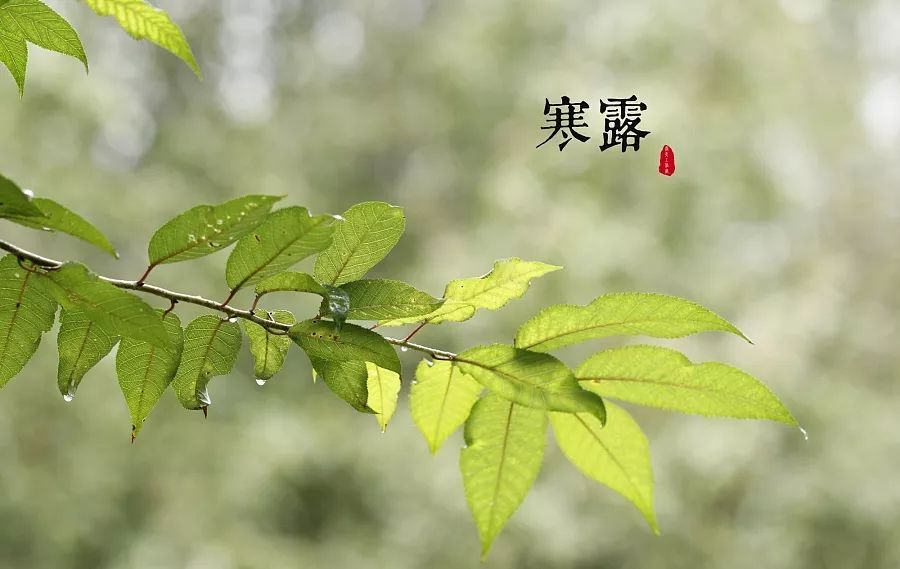 寒露节气的天气特点 寒露温度大约是多少