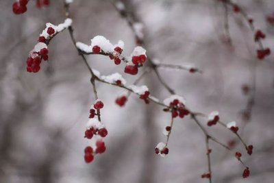 大雪是几月几号2021年 2021年大雪节气是哪一天