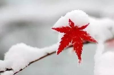 大雪节气要吃什么食物 大雪节气饮食养生