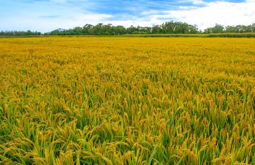 2021年水稻种植补贴最新政策 2021年水稻种植补贴多少钱一亩 2021年还有水稻粮食补贴吗