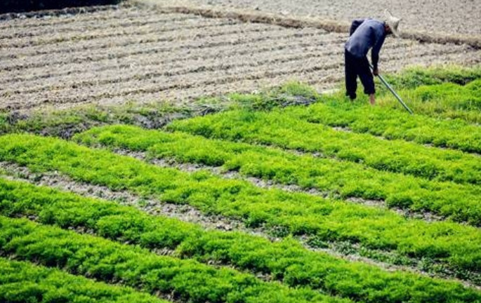 2021年还有粮食直补吗 2021年国家粮食补贴最新政策 2021年国家粮食补贴下来了吗