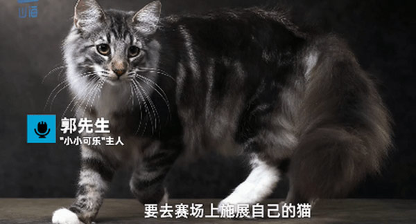 名贵猫王后代医院体检被误做绝育 猫咪绝育的好处坏处