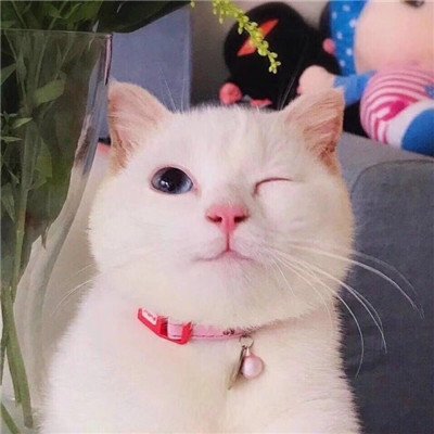 可爱猫咪微信头像 猫咪微信头像高清可爱