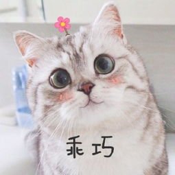 可爱猫咪微信头像 猫咪微信头像高清可爱