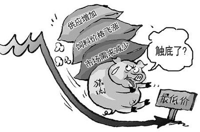 8月猪肉价格同比下降44.9% 2021年下半年猪肉价格预测