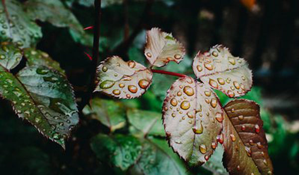 中秋节下雨意味着什么 中秋节下雨有什么说法 中秋节下雨好不好