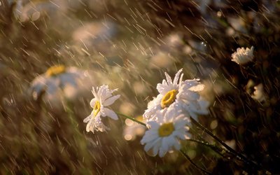 中秋节下雨的心情说说 中秋节下雨发朋友圈的说说