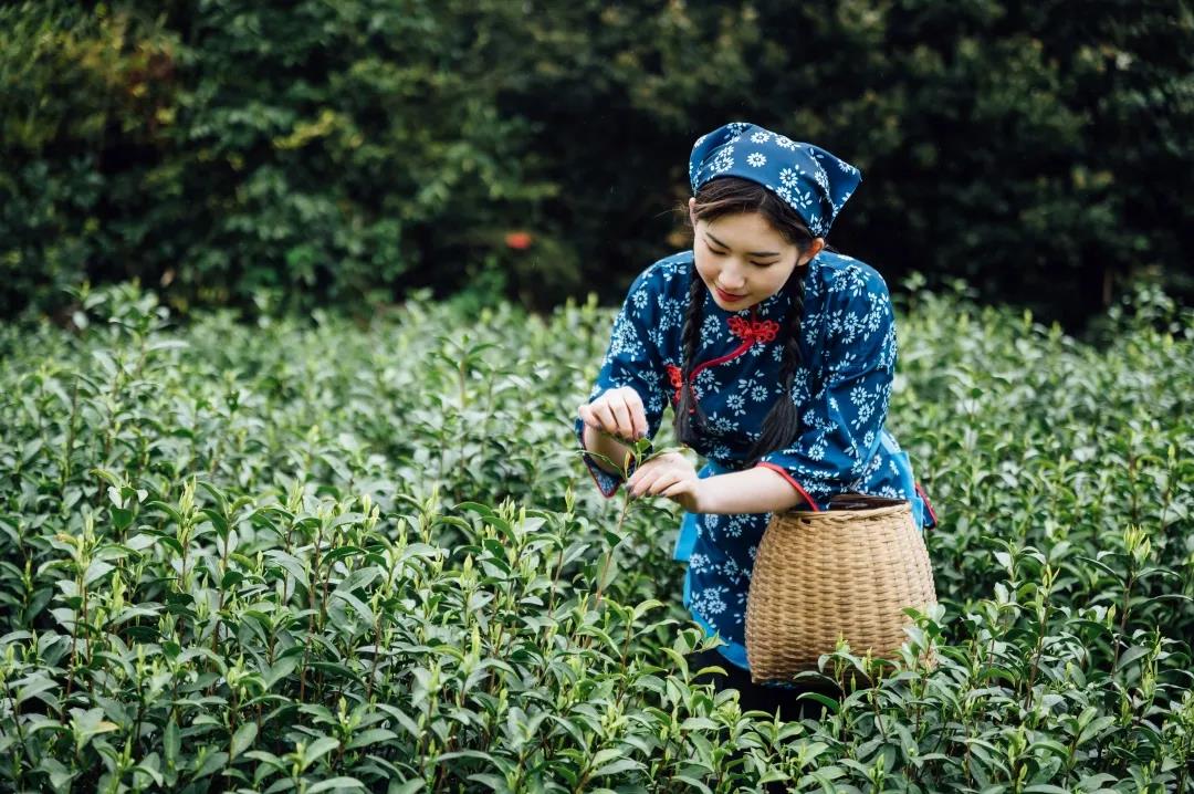 茶艺大师是怎样炼成的 茶学需要学哪些知识