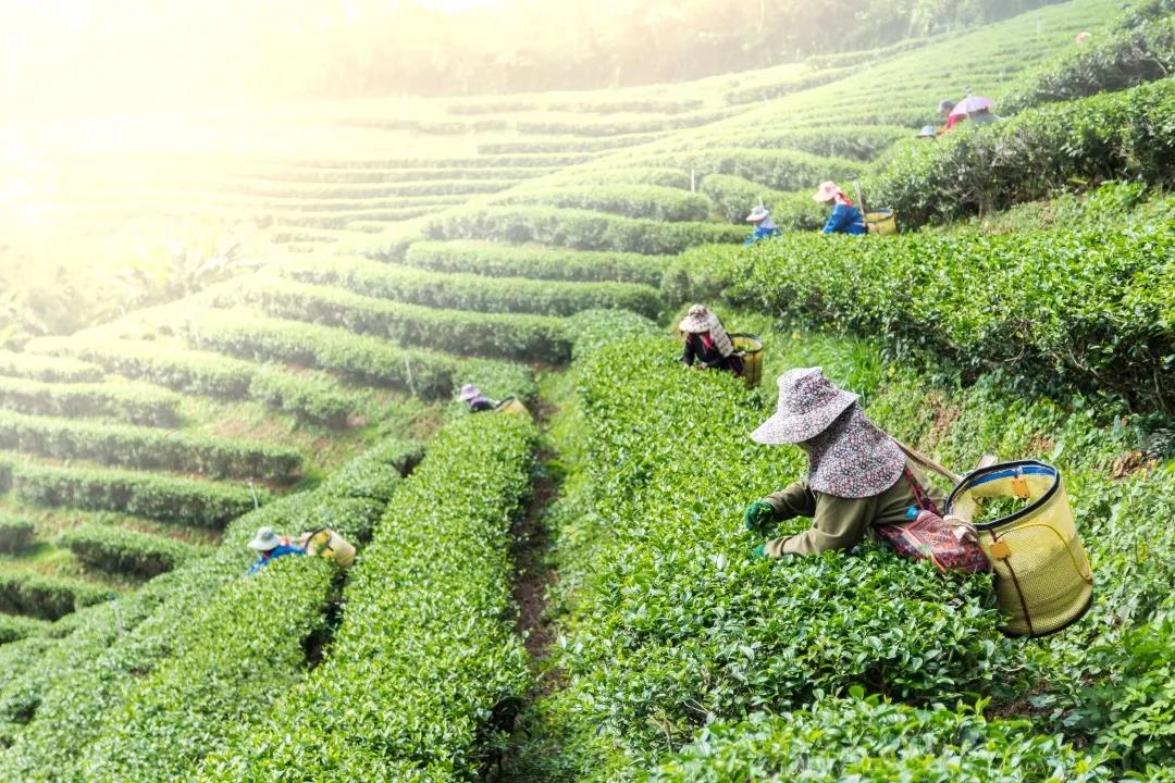 茶艺大师是怎样炼成的 茶学需要学哪些知识