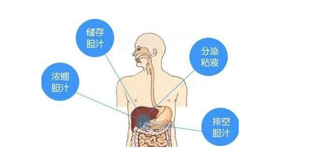 胆囊结石怎么预防 胆囊结石平常饮食该注意什么