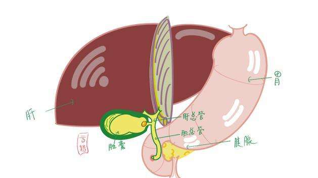 胆囊结石的早期症状 胆囊结石手术一定要摘除胆囊吗