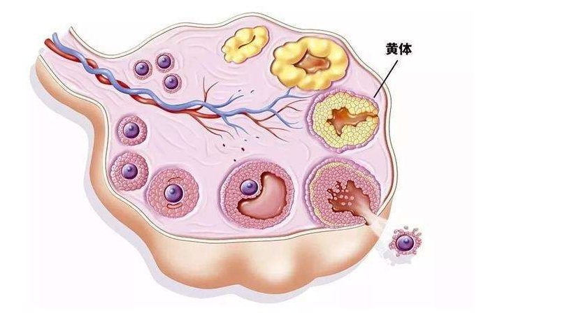 黄体破裂是什么原因造成的 女性黄体破裂的原因症状及危害