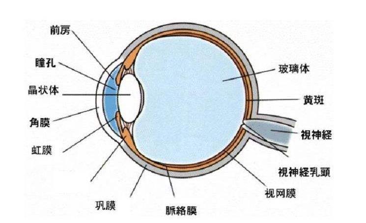 9岁女孩赶作业眼睛突然看不清 女童开学前赶作业双眼突然看不清