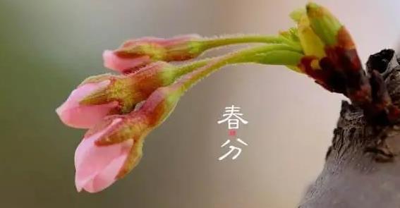 春分节气应该吃什么传统食物 春分节气应该吃的传统食物是什么