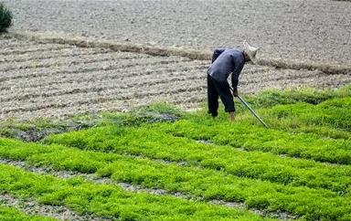 在农村承包土地国家有补贴吗 2022年承包农村土地有什么补贴