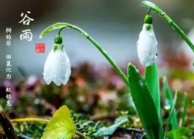 2022年谷雨是几月几号几点几分 谷雨节气的风俗活动有哪些